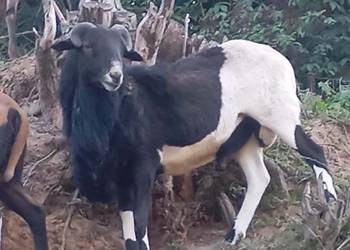 Sprzedam tryka Kamerun -barbaros 2 lata i inne