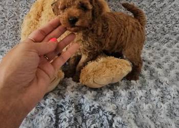 Pudel Toy ( Teacup)rodzice pakiet badań genetycznych PASZPORT!