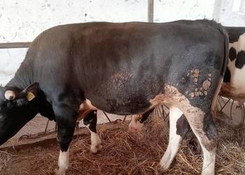 Byki opas do dalszej hodowli