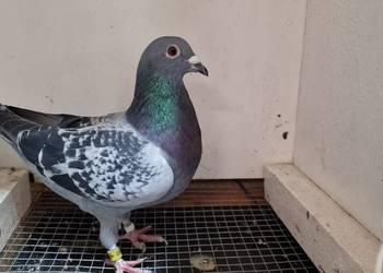 Sprzedaż gołębi pocztowych