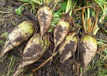 Buraki pastewne białe