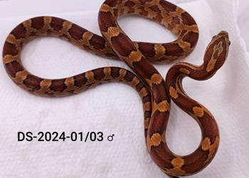 Wąż zbożowy classic het. amel, Anery, Motley ph. Diffused, Hypo.