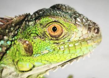 legwan zielony – młody osobnik