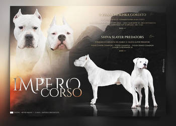 Szczeniaki Dog Argentyński ZKwP (FCI) - Rezerwacja!!!