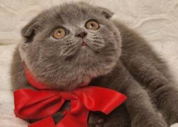 Kotek szkocki zwisłouchy