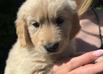 Suczka Golden Retriever FCI ZKwP