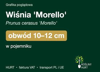 Wiśnia 'Morello' (Prunus cerasus) obwód 10-12 cm, w pojemniku – HURT