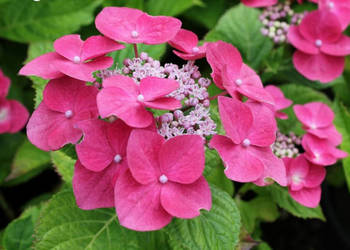 HORTENSJA OGRODOWA Fasan - sadzonki w doniczkach