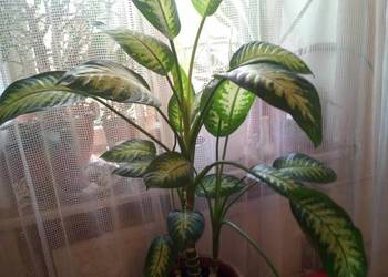 02 Kwiaty doniczkowe Difenbachia