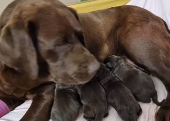 Szczęnieta Labrador Retriever  FCI ZkwP o/Wrocław