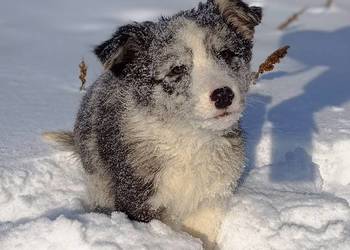 Border collie sable merle