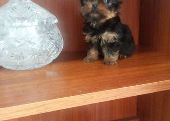 York prześliczna bardzo malutka suczka