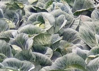 Kapusta biała Ambrosia