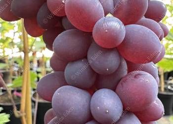 Dorosła sadzonka KISZMISZ ZAPOROWSKI. Sadzonka winorośli 1,8m