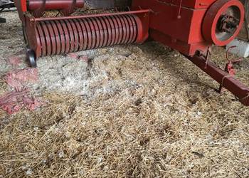 Sprzedam prase kostkującą