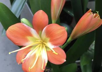 kliwia roślina kwitnąca