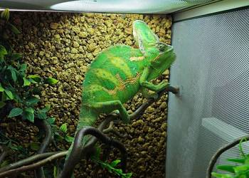Kameleon Jemeński (samiec) + Terrarium (Cały Zestaw)