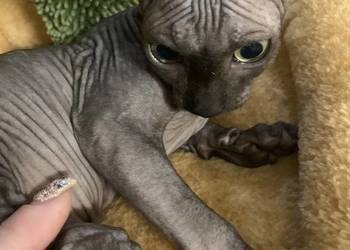 Sfinks Kanadyjski. Do odbioru kocurek. Rodowód