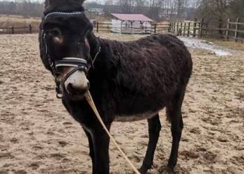 Osioł osiołek ogier