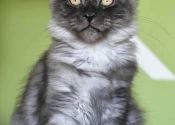 Maine Coon kotka rodowód fpl
