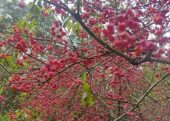 Trzmielina (Euonymus) zbiór 2025r