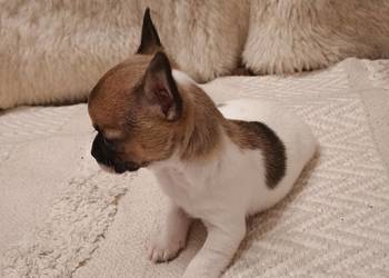 Chihuahua, XS chłopiec Diament