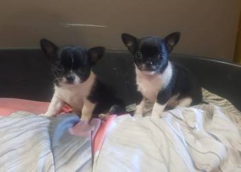 Suczka rasy Chihuahua