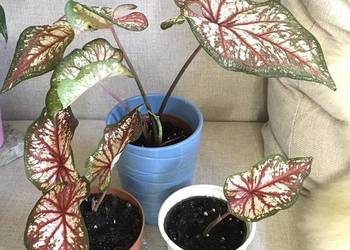 Caladium
