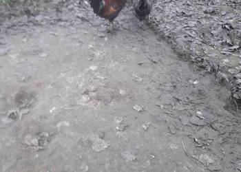 Koguty duże zwykle kolorowe i liliputy zielononòżki