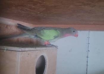 Ksiezniczka walli zielona samica