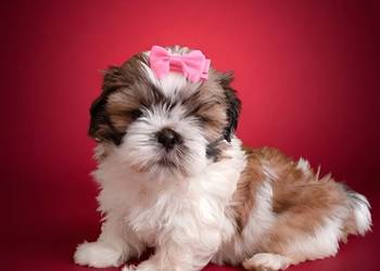 Gotowa do odbioru śliczna suczka rasy Shih-Tzu