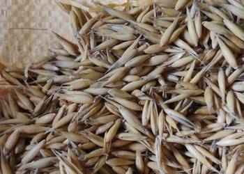 Owies żółty i czarny gniady