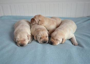 Szczeniaki Labrador Retriever biszkoptowe. Badania Genetyczne!