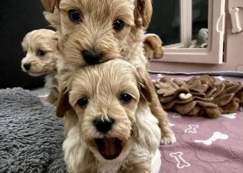 Maltipoo maleńka dziewczynka