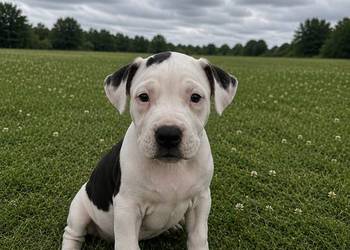 SZCZENIAKI Amstaff