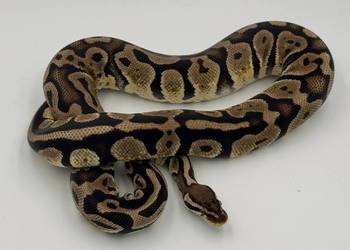 Pastel het pied samica Pyton królewski/ regius wąż gad