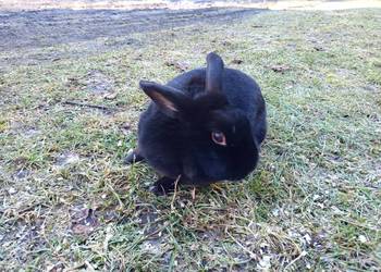 Królik miniaturka baranek