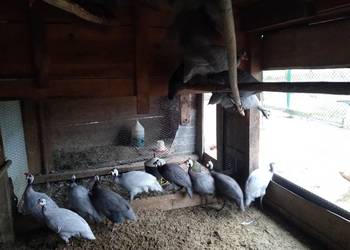 Perliczki samce samice