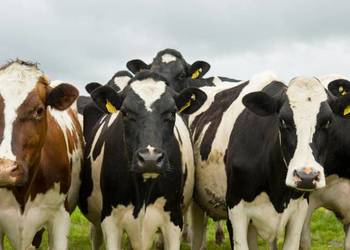 MYCOLIV KM | 20 kg | Mieszanka paszowa uzupełniająca dla bydła