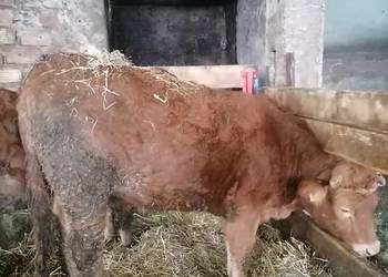 Jałówka limousine cielna