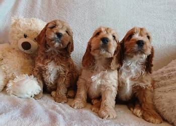 Cockapoo F1 suczki  Spaniel & Pudel