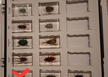 Prawdziwe Owady - pajęczaki I inne robaki