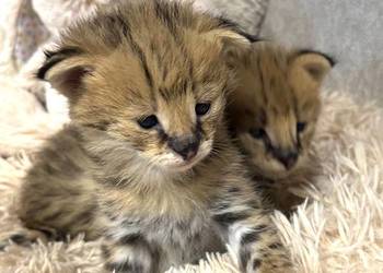 Serwal Afrykański Serval karmiony butelką legalna hodowla