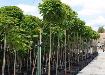 Katalpa catalpa Nana szczepiona na 2,5m Osiny 49a Kępno