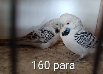 Papugi faliste teksasy tęczowe helikopter możliwość zamiany