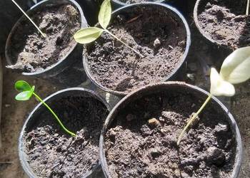 Kumguat Nagami Variagate