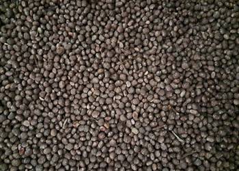 Łubin wąskolistny zbiór 2025