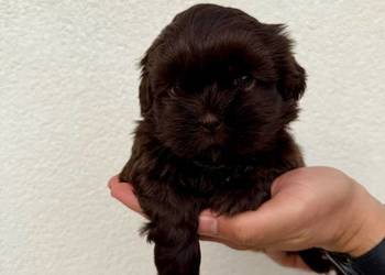 Szczeniaki shih tzu rezerwacja