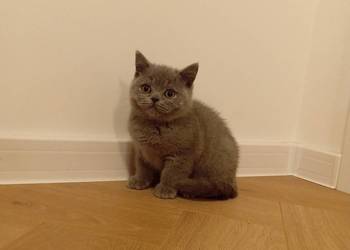 Kot,kotek brytyjska niebieską