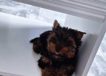 Śliczny piesek yorkshire terrier
